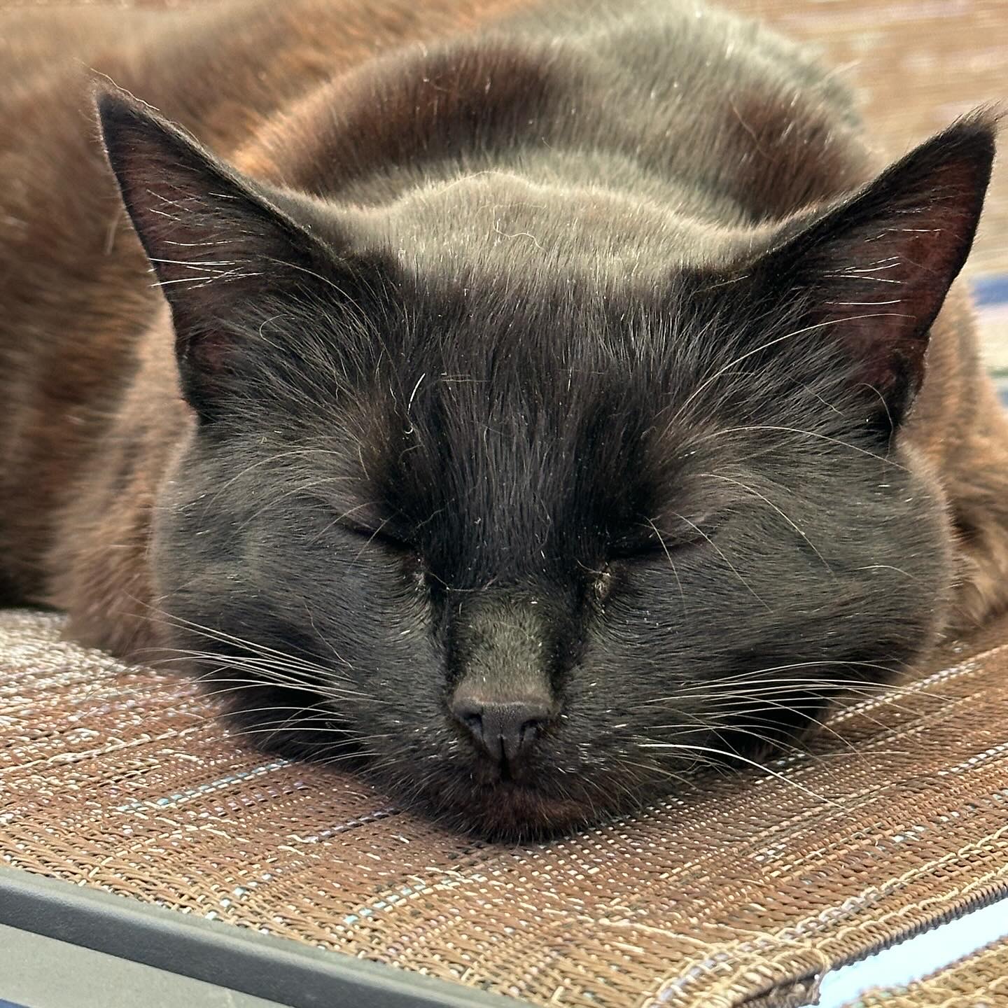 A close-up of a sleeping Bombay cat's face lying on a