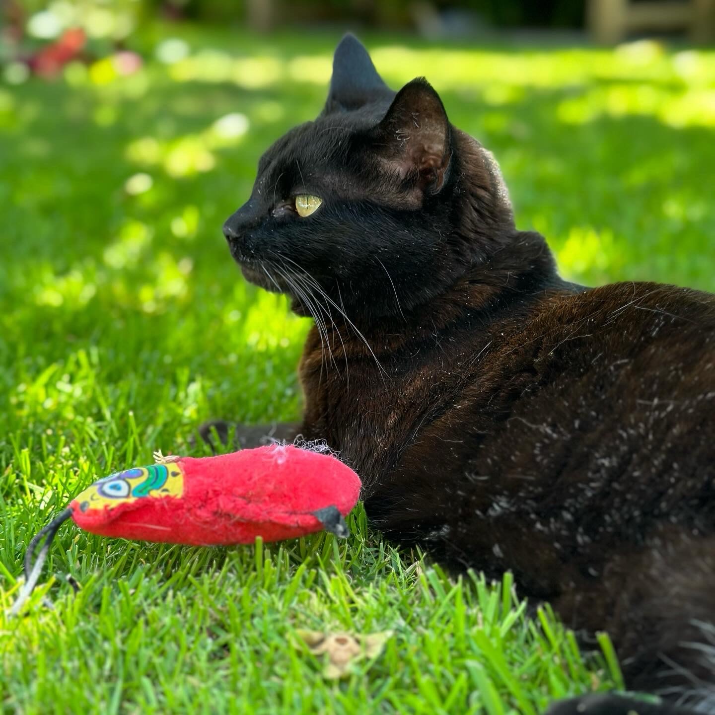 Black Bombay cat laying on the grass with her red Snugglebugz toy next to her
