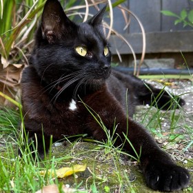 A black Bombay cat lays on the grass amongst the plants