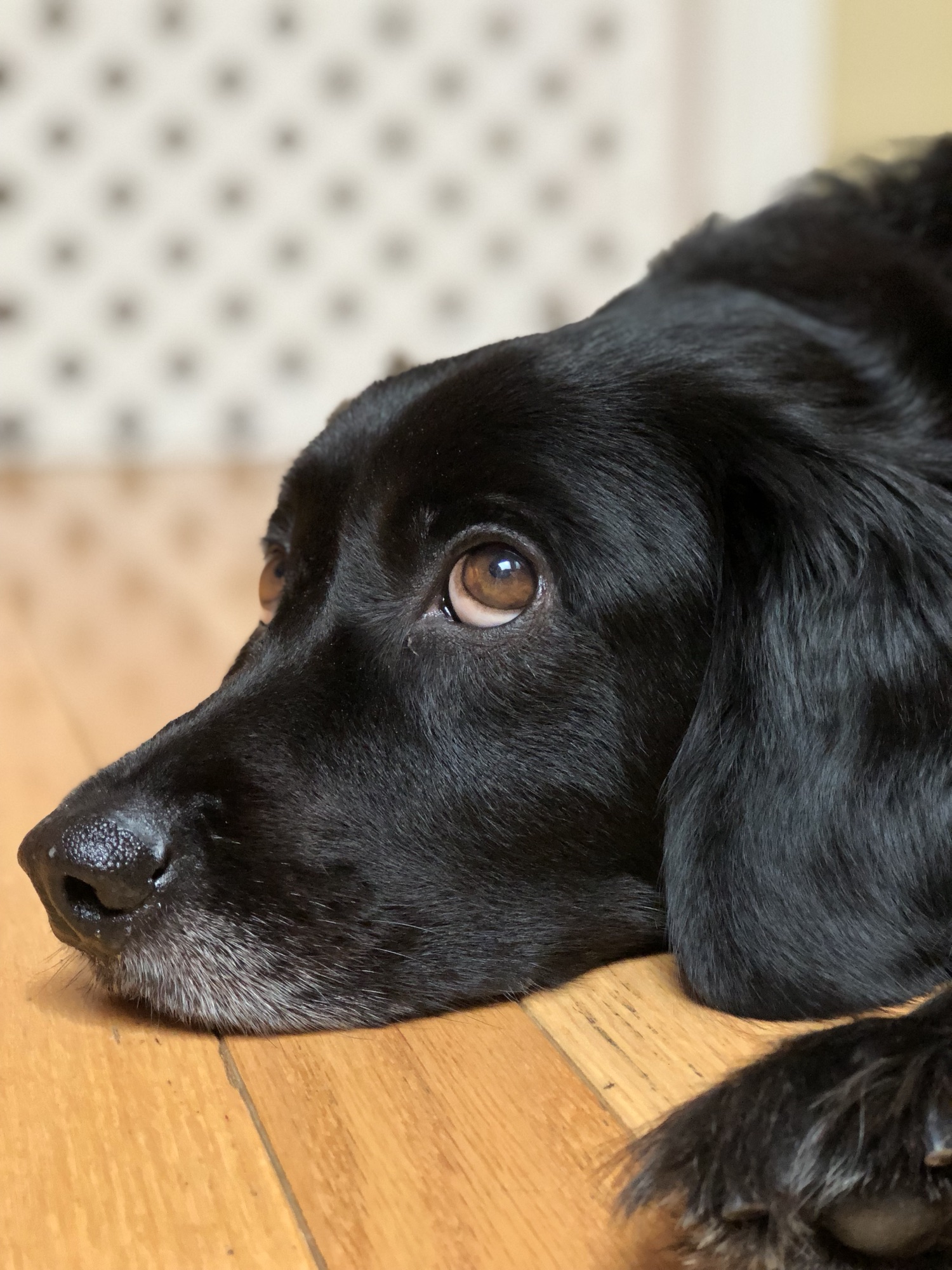 Black dog resting his head on a wooden floor, looking upwards with big brown eyes