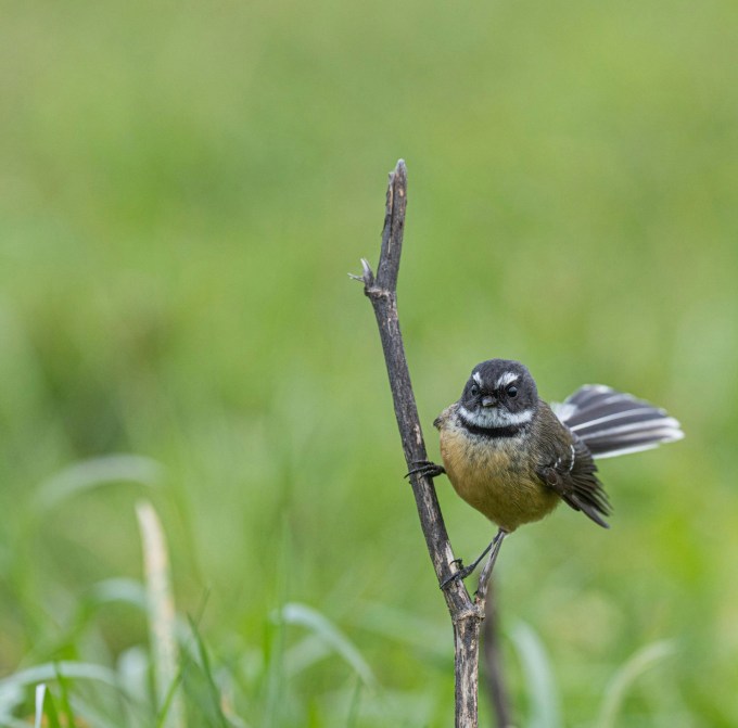 A fantail bird perched on a stick in the middle of a grassy field